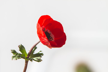 Red anemone coronaria, known as the poppy anemone