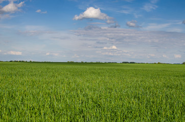 Nature is a green field. A green wheat field under a blue sky with clouds.