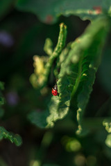 Red Ladybird (Coccinella magnifica) on a vivid green leaf