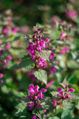 Leonurus pink flower blossom during spring