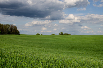 Fototapeta premium Deszczowe chmury nad polem pszenicy. Pole pszenicy na tle chmur w słoneczny dzień