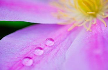 クレマチス 雫の行進