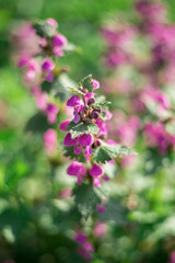 Leonurus pink flower blossom during spring