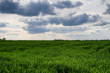 Green field and dark clouds. Beautiful sunset on wheat field and blue sky. Spring green field.
