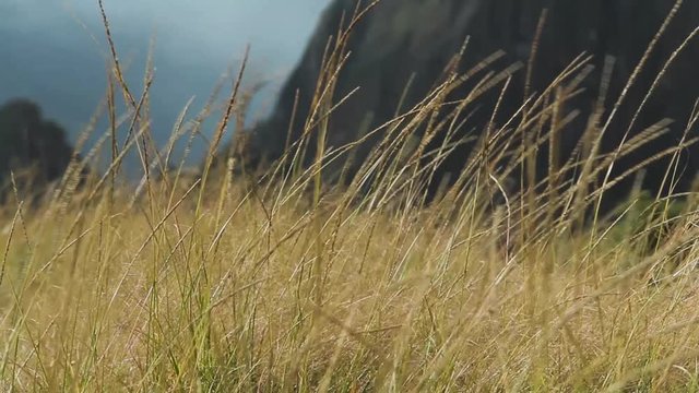 Grass with wind. Machu Picchu, Cusco, Peru