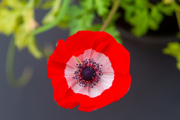 Red anemone coronaria, known as the poppy anemone