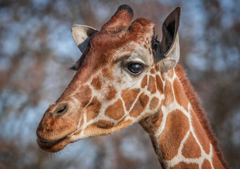 Giraffe Porträt