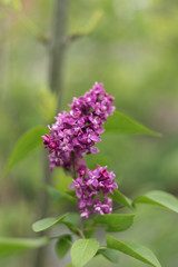 Fototapeta na wymiar blooming violet lilac flower ( syringa vulgaris ) 