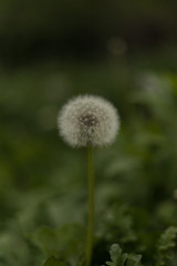 closeup of dandelion ( blowball ) during spring season