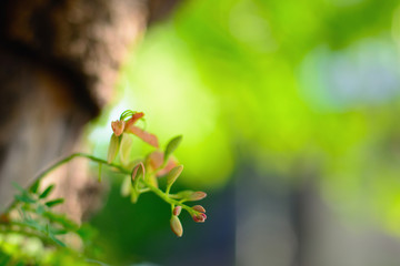 Tamarind green leaf with natural bokeh background.