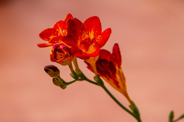 Fototapeta premium Freesia flowering plants in spring natural light