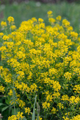Rapeseed yellow flower background on a field 