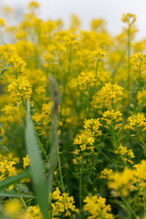 Fototapeta premium Rapeseed yellow flower background on a field 