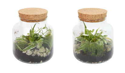 Plantes vertes dans un terrarium en verre