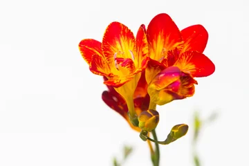 Foto op Plexiglas Freesia flowering plants in spring natural light © anca enache