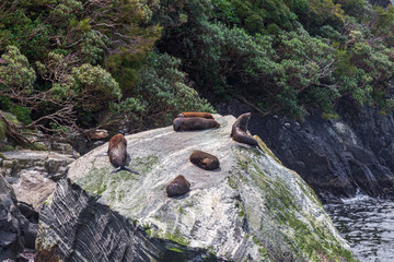 Marine mammals on the rocks of the fjords. Fur seals from Fiordland National Park, South Island