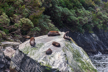 A group of fur seals are resting on a huge boulder. New Zealand