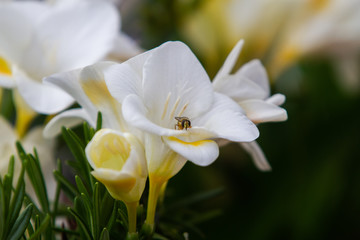 White freesia flowering plants with bee on the petals
