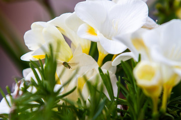 Obraz na płótnie Canvas White freesia flowering plants and bee in flight