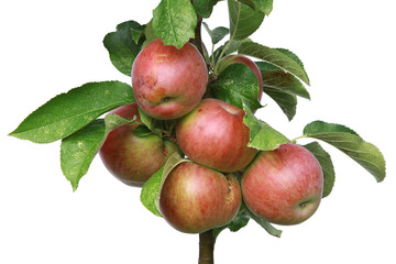 gros plan de pommes sur l'arbre