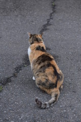 Naklejka premium 猫のうしろ姿