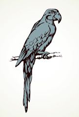 Fototapeta premium Parrot bird icon. Vector drawing