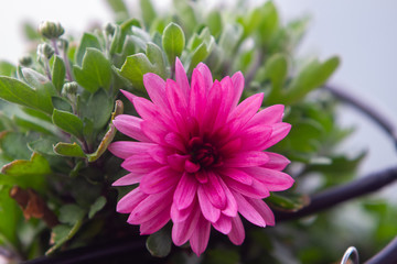 Fototapeta premium Red violet chrysanthemums flowering plants