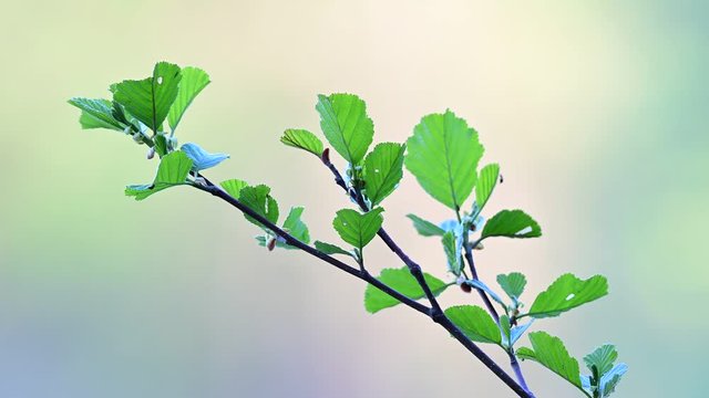 Alder knot with leaves in the morning, spring, (alnus glutinosa), germany