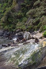 Fiordland National Park. A small group of fur seal  are resting in the green rocks and debris. New Zealand