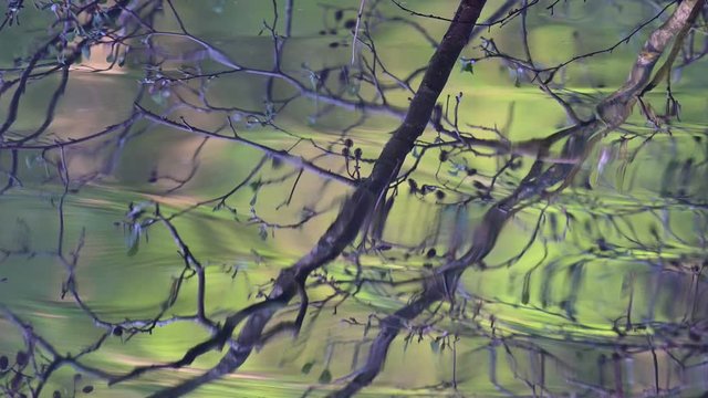 Alder knot reflections on the water, spring, (alnus glutinosa), germany