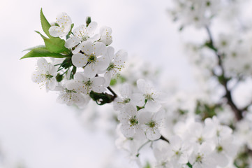 Beautiful floral nature background. Branches of blooming cherry macro. Emphasis on a beautiful flower. For Easter and spring greeting cards with copy space