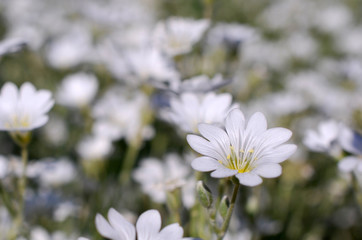 Petite fleur sauvage