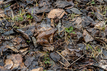 a small brown frog sitting on a carpet from the fallen leaves