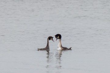 A pair of great crested grebes during courtship on a lake