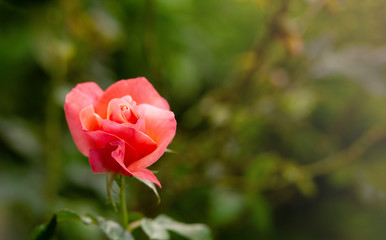 Pink Rose flower on natural garden green blurred background, copy space for text