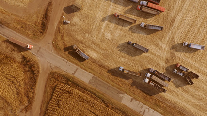 Grain trucks moving across a field during harvest. Top view of a lot of dump trucks after grain harvest. Farming concept.