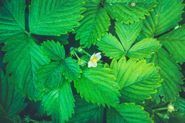 Blooming strawberry plant in the garden. Selective focus.