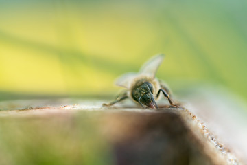 Honeybee close up portrait