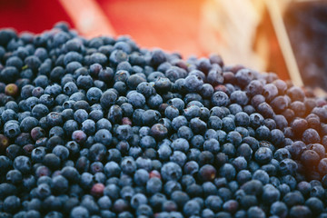 Blueberries at Farmers' market