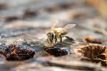Honeybee close up portrait