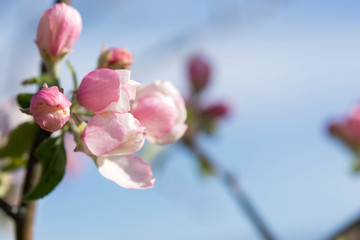 Obraz premium Pale pink Apple blossoms on a blurry background. Blooming spring garden. Apple blossoms in selective focus. Beautiful bokeh. Floral spring background with space for text