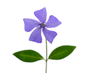 Beautiful blue flower periwinkle isolated on white background