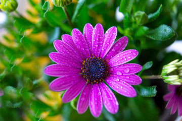 Obraz premium pink flower in the garden