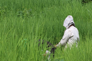 young man in the paddy field