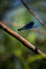 blue dragonfly on a branch