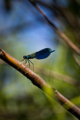 blue dragonfly on a branch