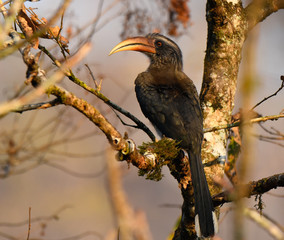 beautiful birds of indian sub continent