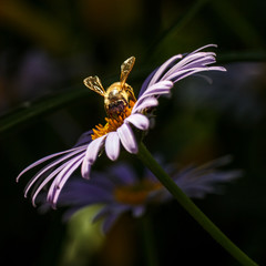 bee on a purple flower