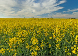 Obraz premium Rapeseed field.