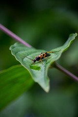 Fototapeta premium orange bug on a green leaf